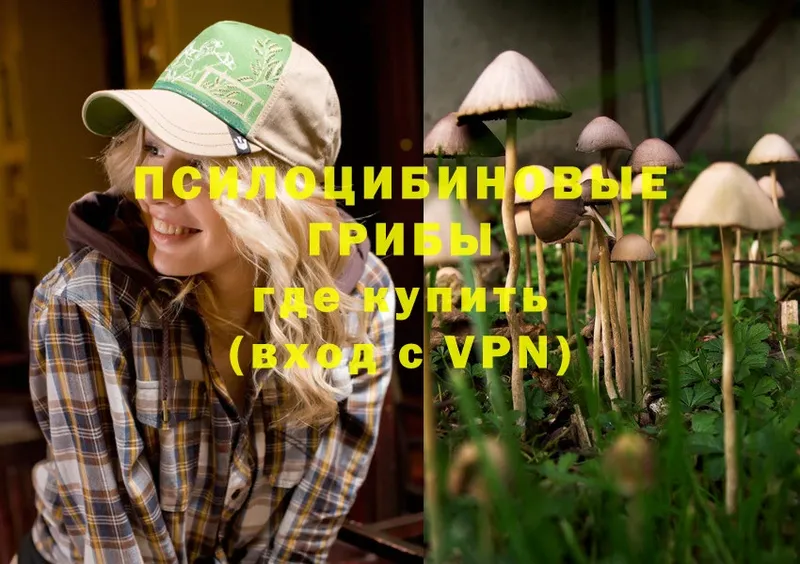 Псилоцибиновые грибы Cubensis  Улан-Удэ 